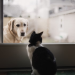 photo-1517105274840-437212774105