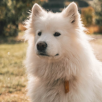 photo-1570888234661-a2428afad010