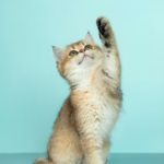 photo-1592194996308-7b43878e84a6